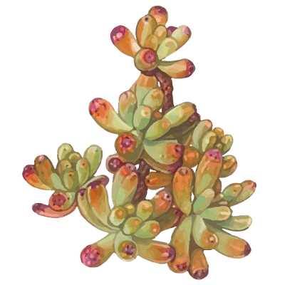 succulent icon 2